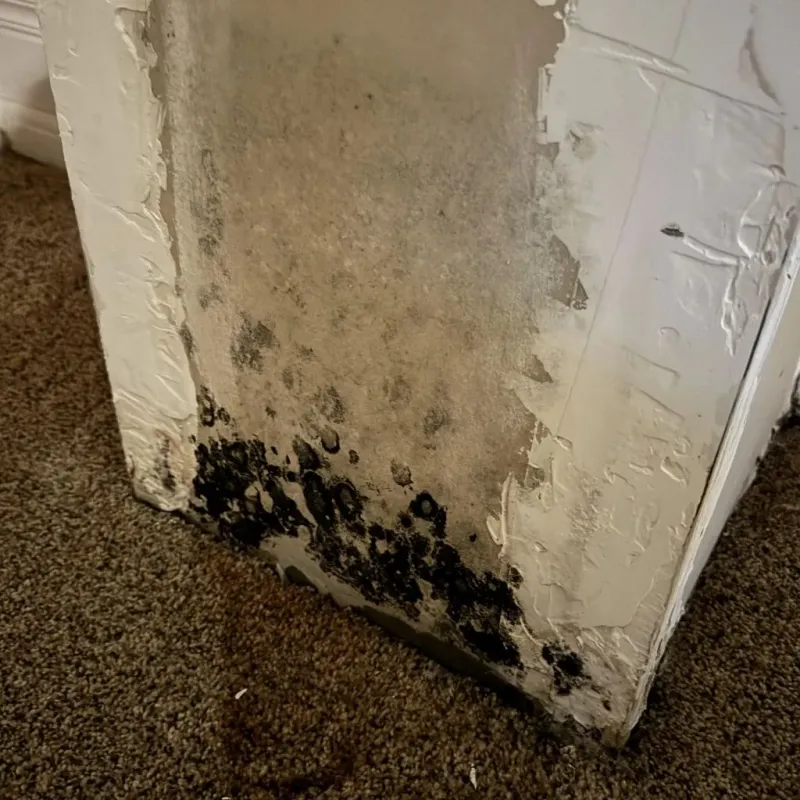 Professional Mold Removal in Zavala County, TX
